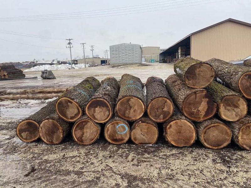 中国 Dongguan Yinghui Wood Industry Co., Ltd. 会社概要